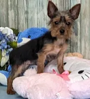 Teacup Piper, a male Yorkshire Terrier for sale in Burns, KS – Photo 3 of 4
