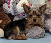 Teacup Piper, a male Yorkshire Terrier for sale in Burns, KS – Photo 1 of 4