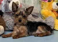 Teacup Piper, a male Yorkshire Terrier for sale in Burns, KS – Photo 4 of 4