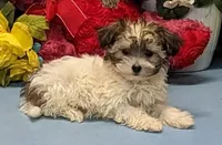 Jaylynn, a female Havamalt for sale in Burns, KS – Photo 4 of 6