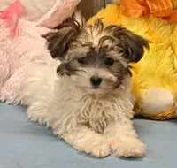 Jaylynn, a female Havamalt for sale in Burns, KS – Photo 1 of 6