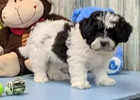 Hank, a male Shichon for sale in Burns, KS – Photo 2 of 5