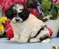 Hank, a male Shichon for sale in Burns, KS – Photo 1 of 5