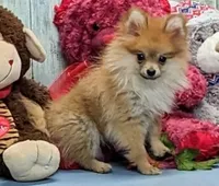 Gayla, a female Pomeranian for sale in Burns, KS – Photo 6 of 6