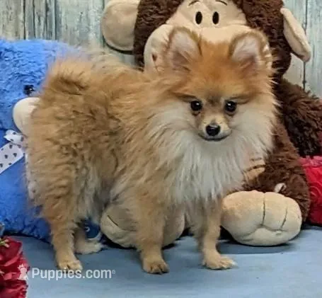 Gayla – Pomeranian puppy for sale in Burns, KS