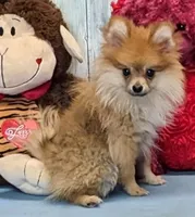 Gayla, a female Pomeranian for sale in Burns, KS – Photo 3 of 6