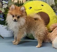 Gayla, a female Pomeranian for sale in Burns, KS – Photo 2 of 6