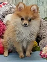 Gayla, a female Pomeranian for sale in Burns, KS – Photo 5 of 6