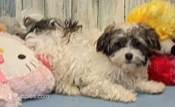 Flora – Poodle - Miniature , Havamalt puppy for sale in Burns, KS