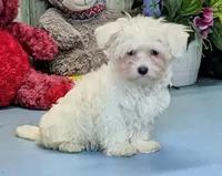 Karlin, a male Maltese for sale in Burns, KS – Photo 2 of 7