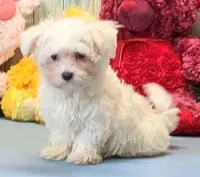 Karlin, a male Maltese for sale in Burns, KS – Photo 5 of 7