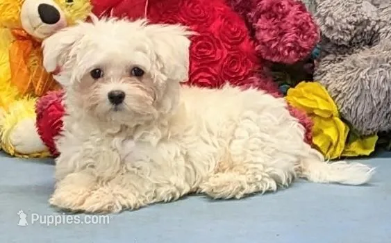 Karlin – Maltese puppy for sale in Burns, KS
