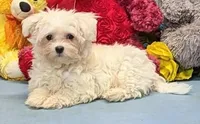 Karlin, a male Maltese for sale in Burns, KS – Photo 1 of 7