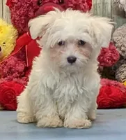 Karlin, a male Maltese for sale in Burns, KS – Photo 6 of 7