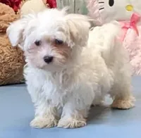 Karlin, a male Maltese for sale in Burns, KS – Photo 3 of 7