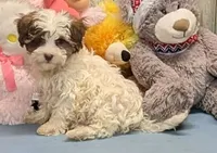 Flynn, a male Poodle - Toy  and Havamalt for sale in Burns, KS – Photo 4 of 8