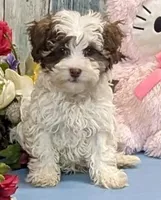 Flynn, a male Poodle - Toy  and Havamalt for sale in Burns, KS – Photo 5 of 8