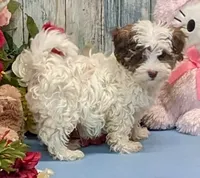 Flynn, a male Poodle - Toy  and Havamalt for sale in Burns, KS – Photo 1 of 8