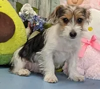 Peyton, a male Yorkshire Terrier for sale in Burns, KS – Photo 4 of 5