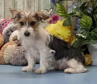 Peyton, a male Yorkshire Terrier for sale in Burns, KS – Photo 1 of 5