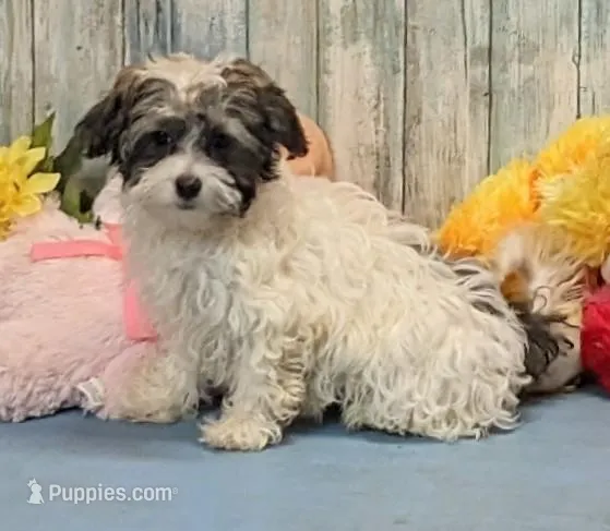 Flora – Poodle - Miniature , Havamalt puppy for sale in Burns, KS