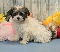 Flora, a female Poodle - Miniature  and Havamalt for sale in Burns, KS – Photo 1 of 6