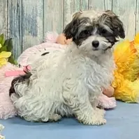 Flora, a female Poodle - Miniature  and Havamalt for sale in Burns, KS – Photo 4 of 6