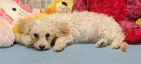 Yozef, a male Poochon for sale in Burns, KS – Photo 4 of 7
