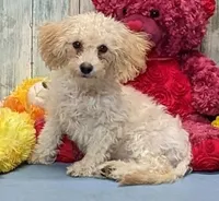 Yozef, a male Poochon for sale in Burns, KS – Photo 1 of 7