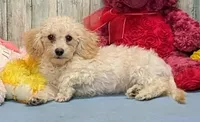 Yozef, a male Poochon for sale in Burns, KS – Photo 7 of 7