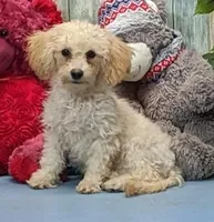 Yozef, a male Poochon for sale in Burns, KS – Photo 6 of 7