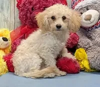 Yozef, a male Poochon for sale in Burns, KS – Photo 5 of 7