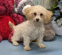 Yozef, a male Poochon for sale in Burns, KS – Photo 3 of 7