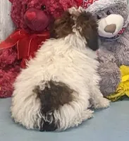 Victor, a male Poodle - Miniature  for sale in Burns, KS – Photo 3 of 8