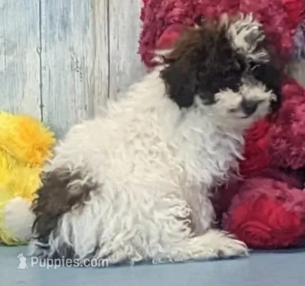 Victor – Poodle - Miniature  puppy for sale in Burns, KS
