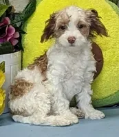 Fritz, a male Poodle - Miniature  and Havamalt for sale in Burns, KS – Photo 4 of 6