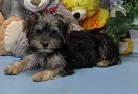 Pierre, a male Yorkshire Terrier for sale in Burns, KS – Photo 1 of 5