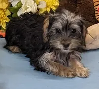 Pierre, a male Yorkshire Terrier for sale in Burns, KS – Photo 5 of 5