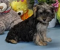 Pierre, a male Yorkshire Terrier for sale in Burns, KS – Photo 2 of 5