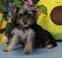 Pierre, a male Yorkshire Terrier for sale in Burns, KS – Photo 3 of 5