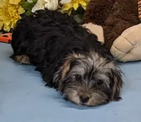 Pierre, a male Yorkshire Terrier for sale in Burns, KS – Photo 4 of 5