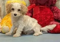 Yoel, a male Poochon for sale in Burns, KS – Photo 1 of 5