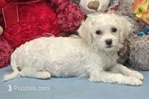 Tammie – Havanese puppy for sale in Burns, KS