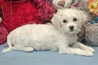 Tammie, a female Havanese for sale in Burns, KS – Photo 1 of 4