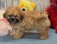 Haylee, a female Shichon for sale in Burns, KS – Photo 6 of 7