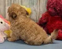 Haylee, a female Shichon for sale in Burns, KS – Photo 4 of 7