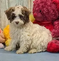 Flynn, a male Poodle - Miniature  and Havamalt for sale in Burns, KS – Photo 4 of 7
