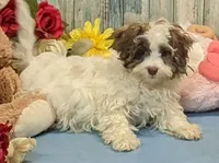Flynn, a male Poodle - Miniature  and Havamalt for sale in Burns, KS – Photo 5 of 7