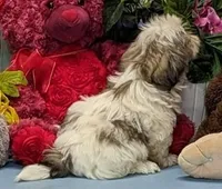 Bobby, a male Shih Tzu for sale in Burns, KS – Photo 6 of 6