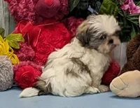 Bobby, a male Shih Tzu for sale in Burns, KS – Photo 2 of 6